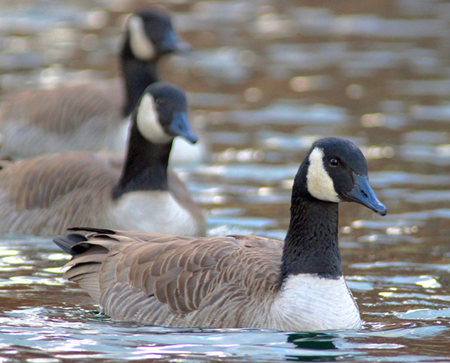 Canada goose clearance duck